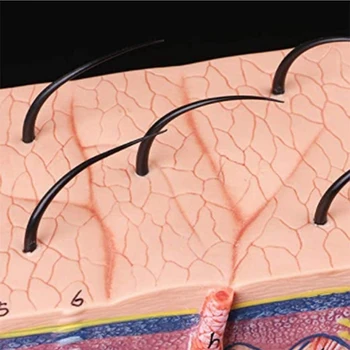  Piele Model 50X Extinsă Anatomice Piele Model Anatomie Trei-Dimensional Model de Piele De Clasă Studiu de Afișare de Predare